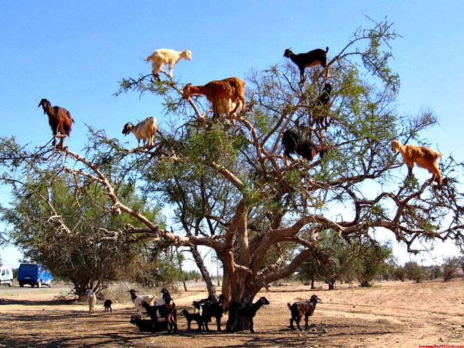 Arbol del Argán - Marruecos 0