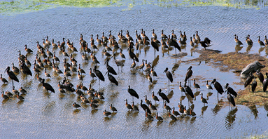 DELTA DEL OKAVANGO-¡Insólito! 1