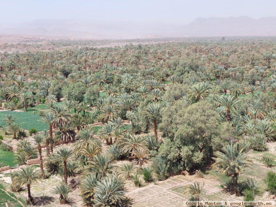 Palmeral de Mezguita en Agdz - Valle del Draa, Desierto de Marruecos