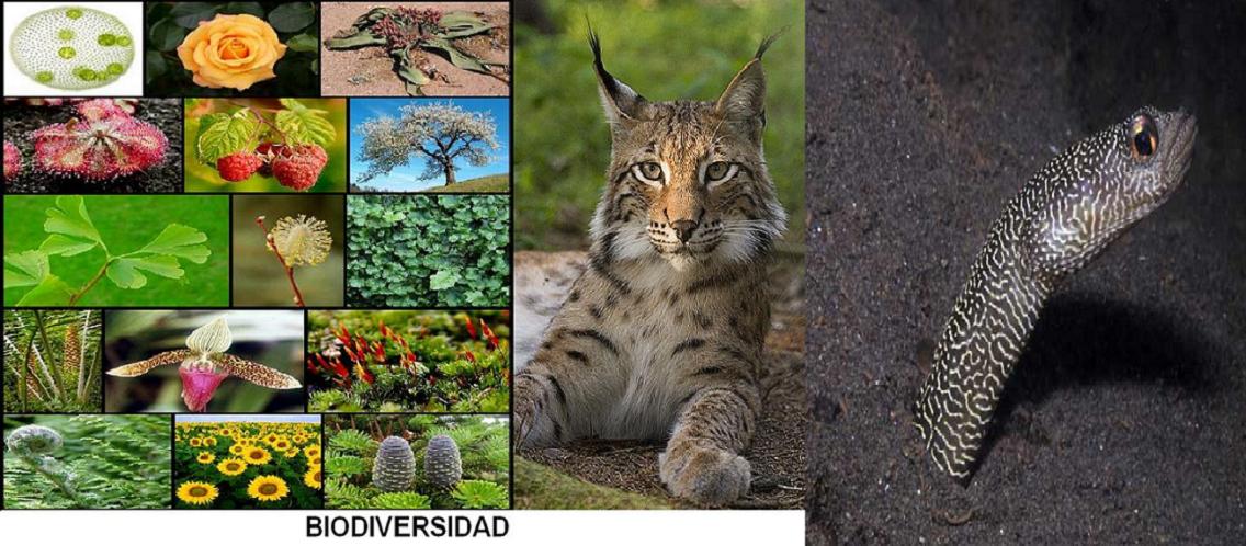 22  de Mayo DIA DE LA BIODIVERSIDAD 0