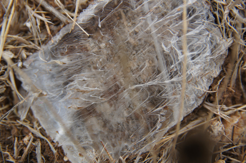 Trozo de Espejuelo en el suelo cerca de la mina - SEGOBRIGA y el Lapis Specularis - Cuenca