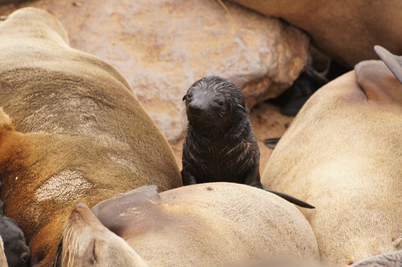 Colonia de Focas de Cape Cross - Localización de Atracciones Turísticas de Namibia