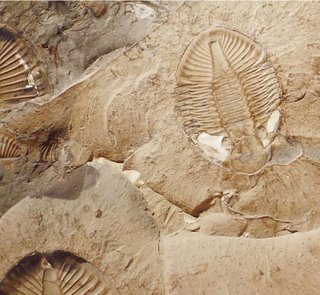 Fosiles de Trilobite