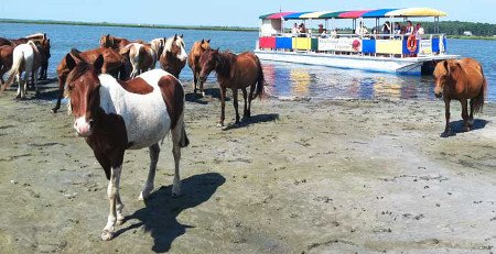 Isla Assateague, Maryland, EEUU 1