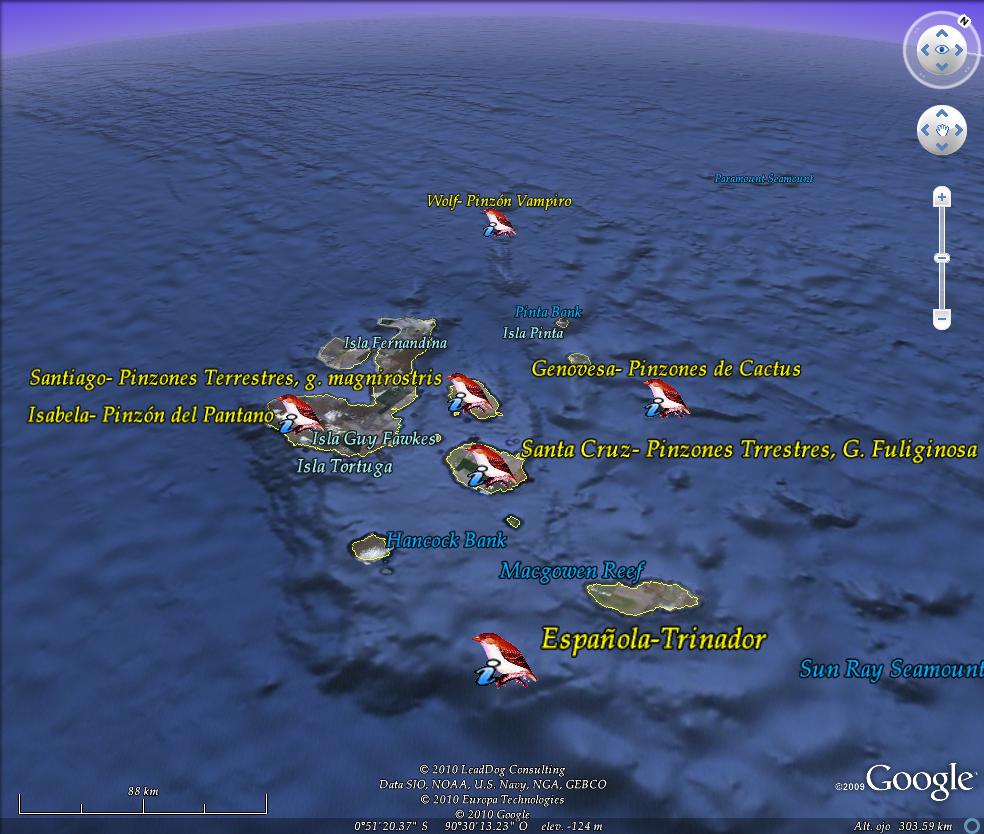 Los Pinzones de Darwin 🗺️ Foro Clima, Naturaleza, Ecologia y Medio Ambiente