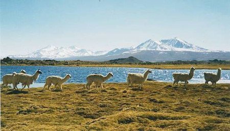 Lago Chungará, Putre, Chile 1