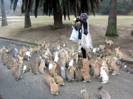 Okunoshima, Takehara, Hiroshima, Japón 1