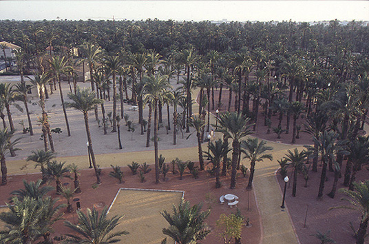 El Palmeral de  ELCHE 0