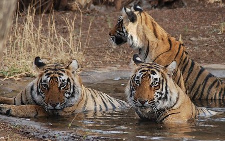 Parque Nacional de Bandhavgarh, Madhya Pradesh, India 0