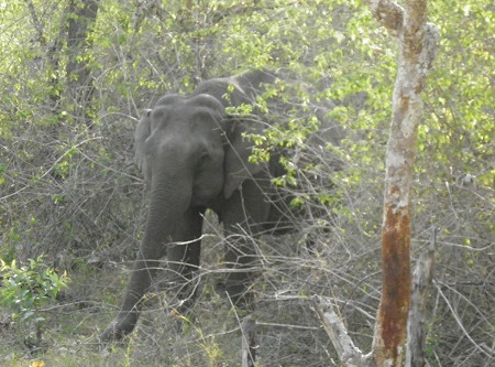 Parque Nacional Bandipur, Karnataka, India 2