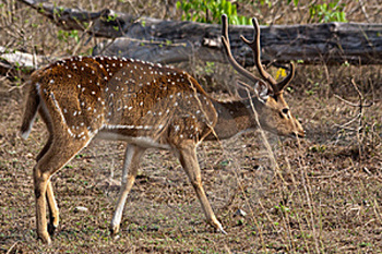 Parque Nacional Bandipur, Karnataka, India 0