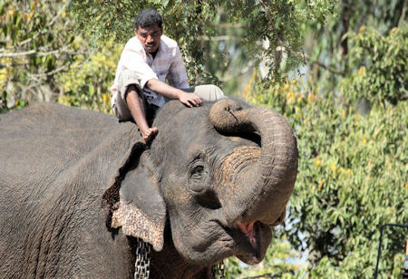 Parque Nacional Bannerghatta, Bangalore, Karnataka, India 1