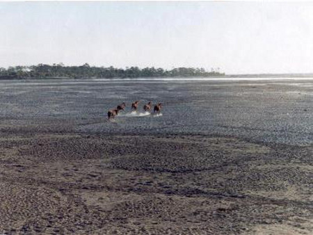 Parque Nacional Dibru Saikhowa, Assam, India 0