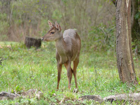 Parque Nacional Mbarucuyá, Corrientes, Argentina 1