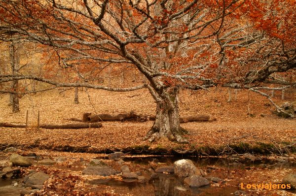 Hayedo de Montejo en Otoño