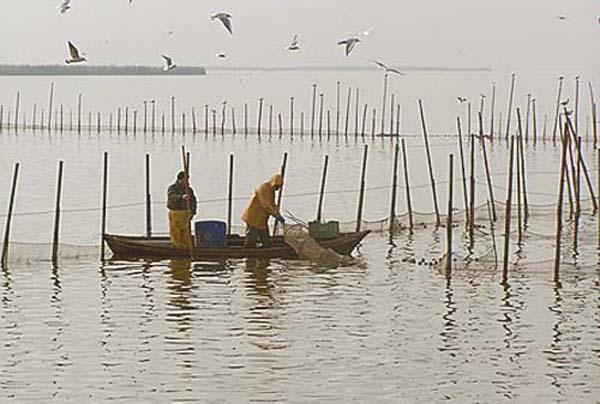 La albufera de Valencia, la Dehesa y sus itinerarios. 0