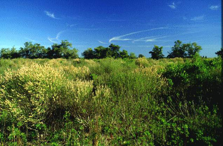 Reserva Natural Otamendi, Buenos Aires, Argentina 🗺️ Foro América del Sur y Centroamérica 0