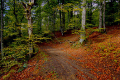 Selva de Irati, Navarra 0