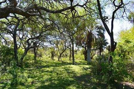 Selva de Montiel, Paraná, Entre Ríos, Argentina 0