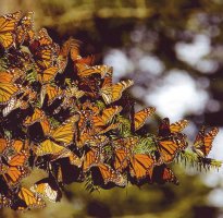 mariposa monarca-1.jpg