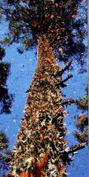 mariposa monarca -2.jpg