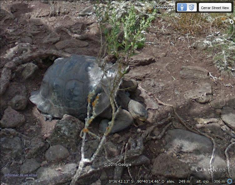 Tortuga en Isla Pinzon - Galapagos - Ecuador 1 - Capa "ir de Safari" con Google Earth
