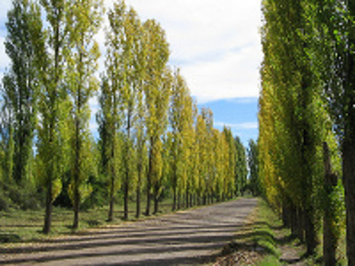 Villa 25 de Mayo, San Rafael, Mendoza, Argentina 1