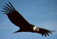 Imagen: R40Condor