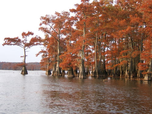 Lago Caddo, Luisiana, Estados Unidos 🗺️ Foro América del Norte