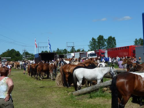 Mercado de caballos de Hjallerup - Dinamarca 🗺️ Foro General de Google Earth