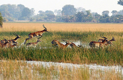 DELTA DEL OKAVANGO-¡Insólito! 0