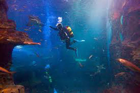 Acuario de Donostia-San Sebastián, Guipúzcoa, Euskadi (Foto 5)