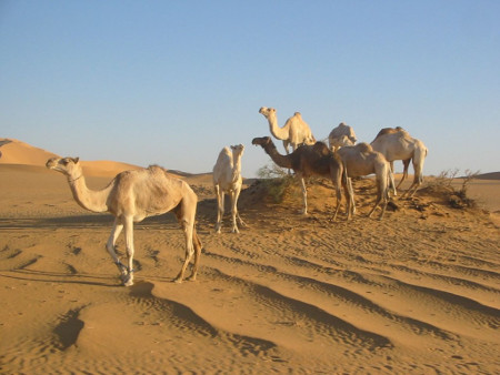 Al Aziziya, Al Jafara, Libia 1