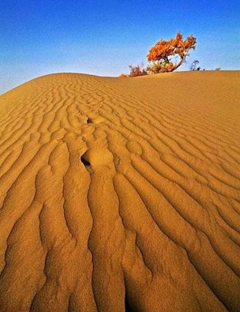 Alameda del Río Tahe, Luntai, China 🗺️ Foro China, el Tíbet y Taiwán 2