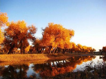 Alameda del Río Tahe, Luntai, China 🗺️ Foro China, el Tíbet y Taiwán 0