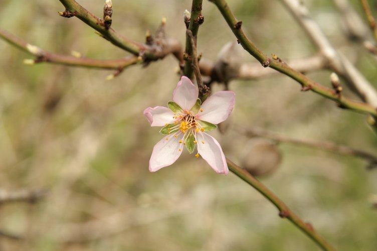 La primera flor de Almendro del 2010