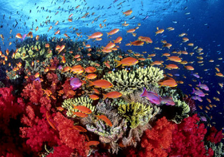 arrecife de la gran barrera de coral, australia0.jpg