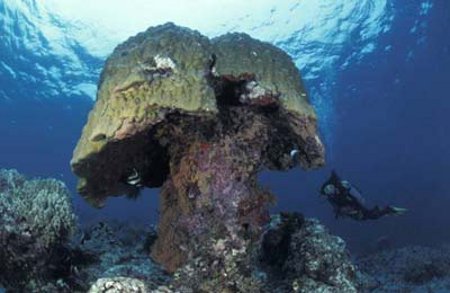 La Gran Barrera de Coral - Australia 0