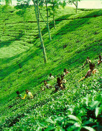 Assam, India 1