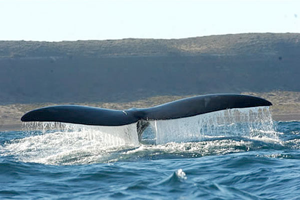 Avistaje de ballenas