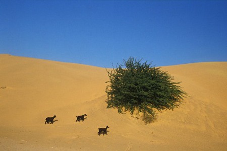 Barmer, Rajhastán, India 1