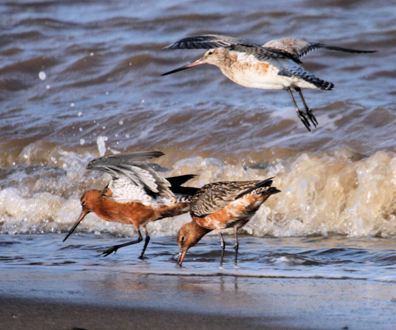 Spurn Head - Reino Unido 2