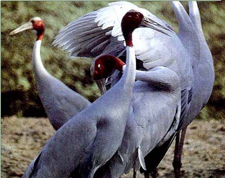 Santuario de Aves de Bharatpur, Rajastán, India 1