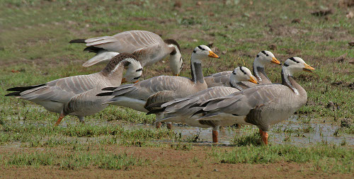 Santuario de Aves de Bharatpur, Rajastán, India 1