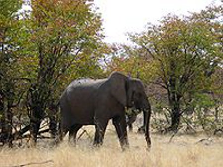 Parque Nacional Bikuar, Angola 2