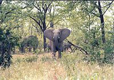 Parque Nacional Bikuar, Angola 1