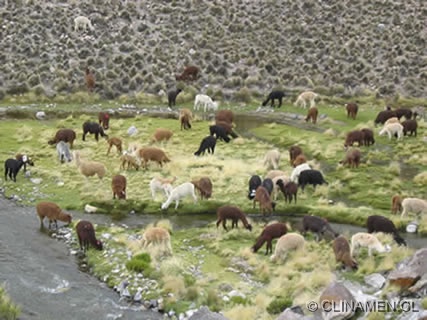 Parque Nacional Lauca-Chile 2