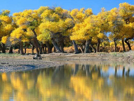 bosque de alamos de Luntai, Xinjiang, China 0