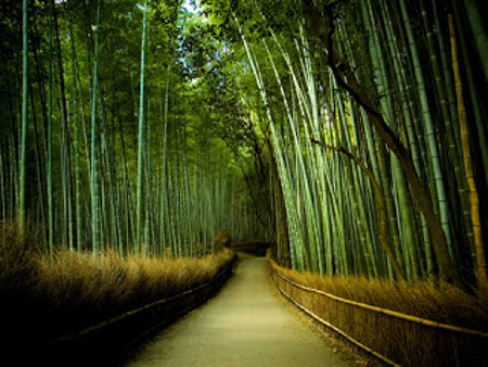 Bosque de Bambú, Houkokuji, Kamakura, Kanagawa, Japón 0