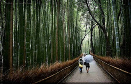 Bosque de Bambú, Houkokuji, Kamakura, Kanagawa, Japón 1